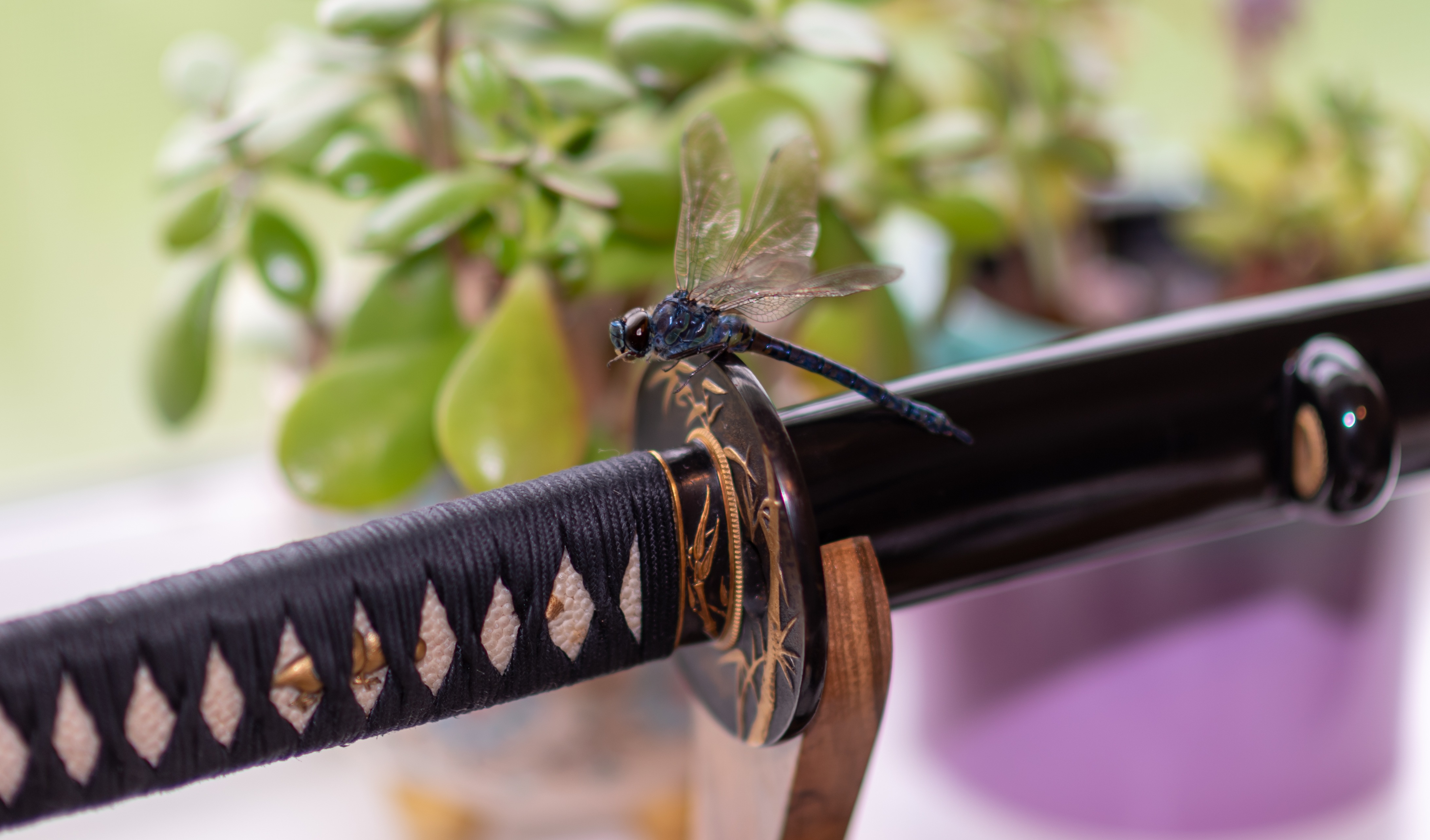 Dragonfly resting on a katana tsuba